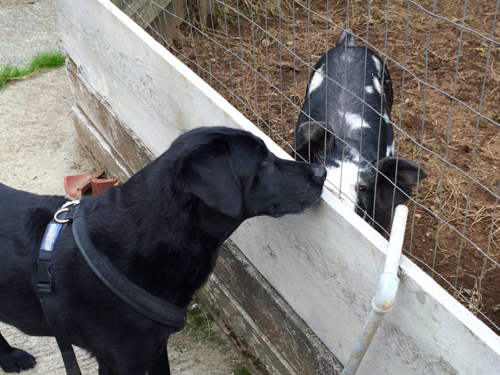 dog_and_pig_meet